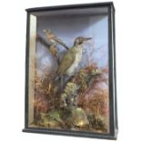 A taxidermy woodpecker with a brambling cased within a naturalistic setting,