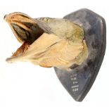 A taxidermy of a pikes head on shield marked 14/3/77 Pike 11lbs Earsham G.D.G.