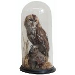 A taxidermy tawny owl in a naturalistic setting under a fine glass dome