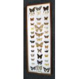 A collection of world butterflies and moths by Major H.L.