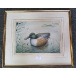 A Simon Trinder watercolour 'Shoveler', signed lower right, framed and glazed,