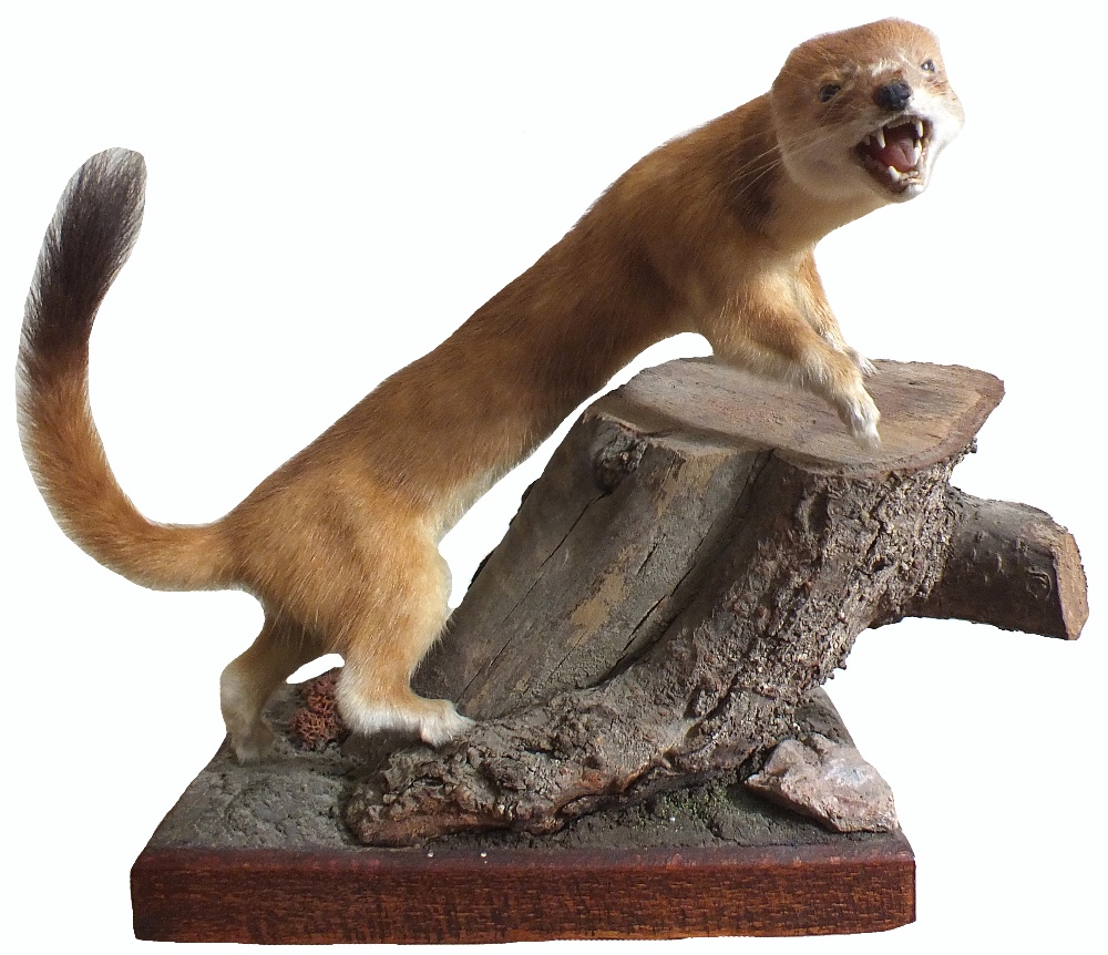 A taxidermy stoat mounted on plinth with tree stump