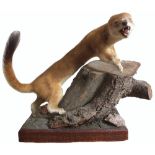 A taxidermy stoat mounted on plinth with tree stump