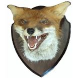 A taxidermy fox's head mounted on wooden shield