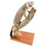 A taxidermy blue mink on tree trunk plinth