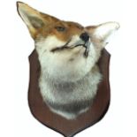 A taxidermy fox's head mounted on wooden shield