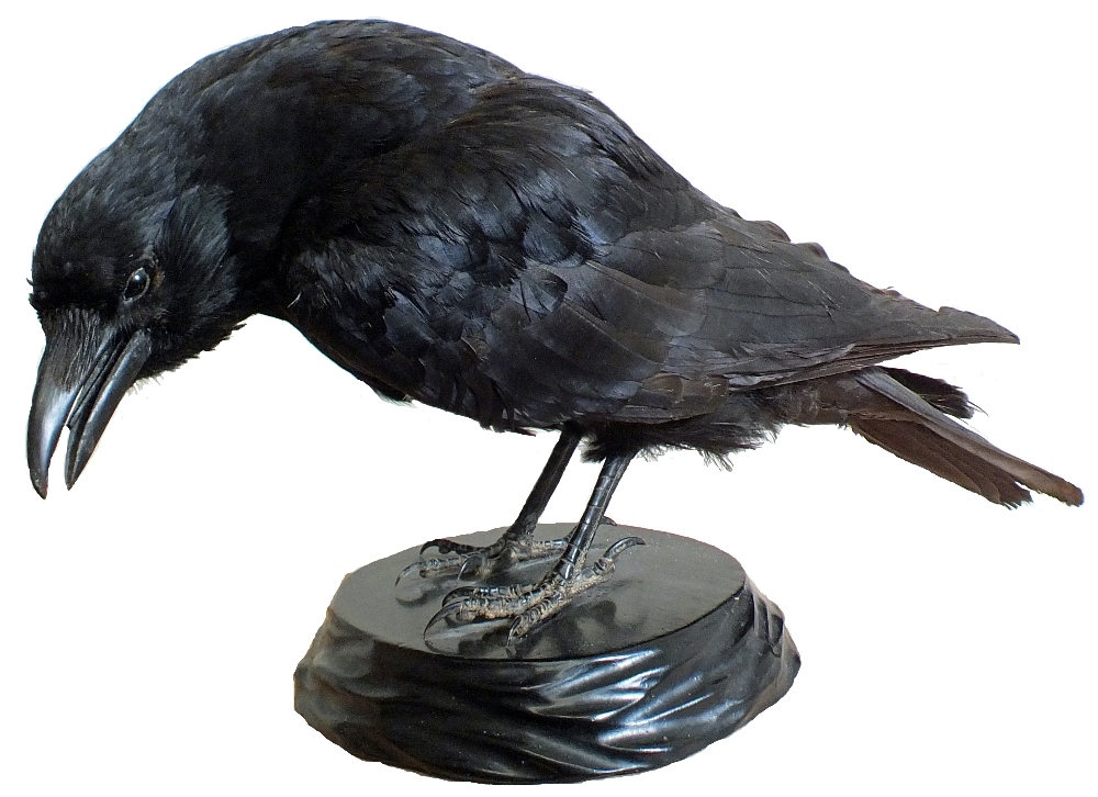 A taxidermy of a crow mounted on black plinth