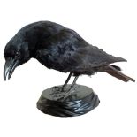 A taxidermy of a crow mounted on black plinth