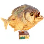 A taxidermy of a Brazilian piranha