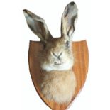 A taxidermy of a hare's head mounted on shield