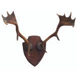 A pair of antlers mounted on shield