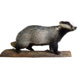 A taxidermy badger mounted on a plinth by Adrian Edwards,