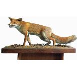 A taxidermy fox mounted on plinth