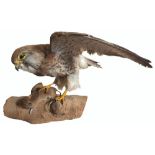 A vintage taxidermy of a hen kestrel with its prey mounted on wooden plinth