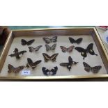 A case of various butterflies