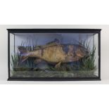 A carp in glazed case