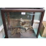 A taxidermy woodcock within a glazed case