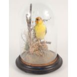 A taxidermy finch mounted under a glass dome