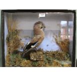 A taxidermy jay mounted and cased within a naturalistic setting,