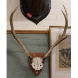 A pair of red deer antlers and skull mounted on wooden shield,