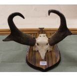 A pair of mounted 'pronghorn' horns,