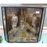 A vintage taxidermy display of two kestrels cased within a naturistic setting,