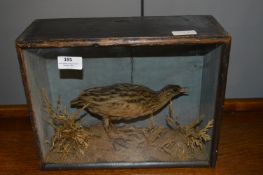 Cased Taxidermy of a Wader Bird