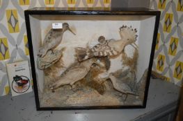 Cased Taxidermy of Birds; Hooper and Three Snipes