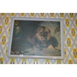 1960's Print "Lion" by William Huggins