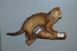 Wall Mounted Taxidermy of a Weasel