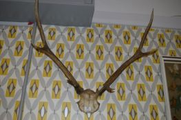 Wall Mounted Deer Antlers with Skull