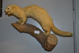 Wall Mounted Taxidermy of a Weasel