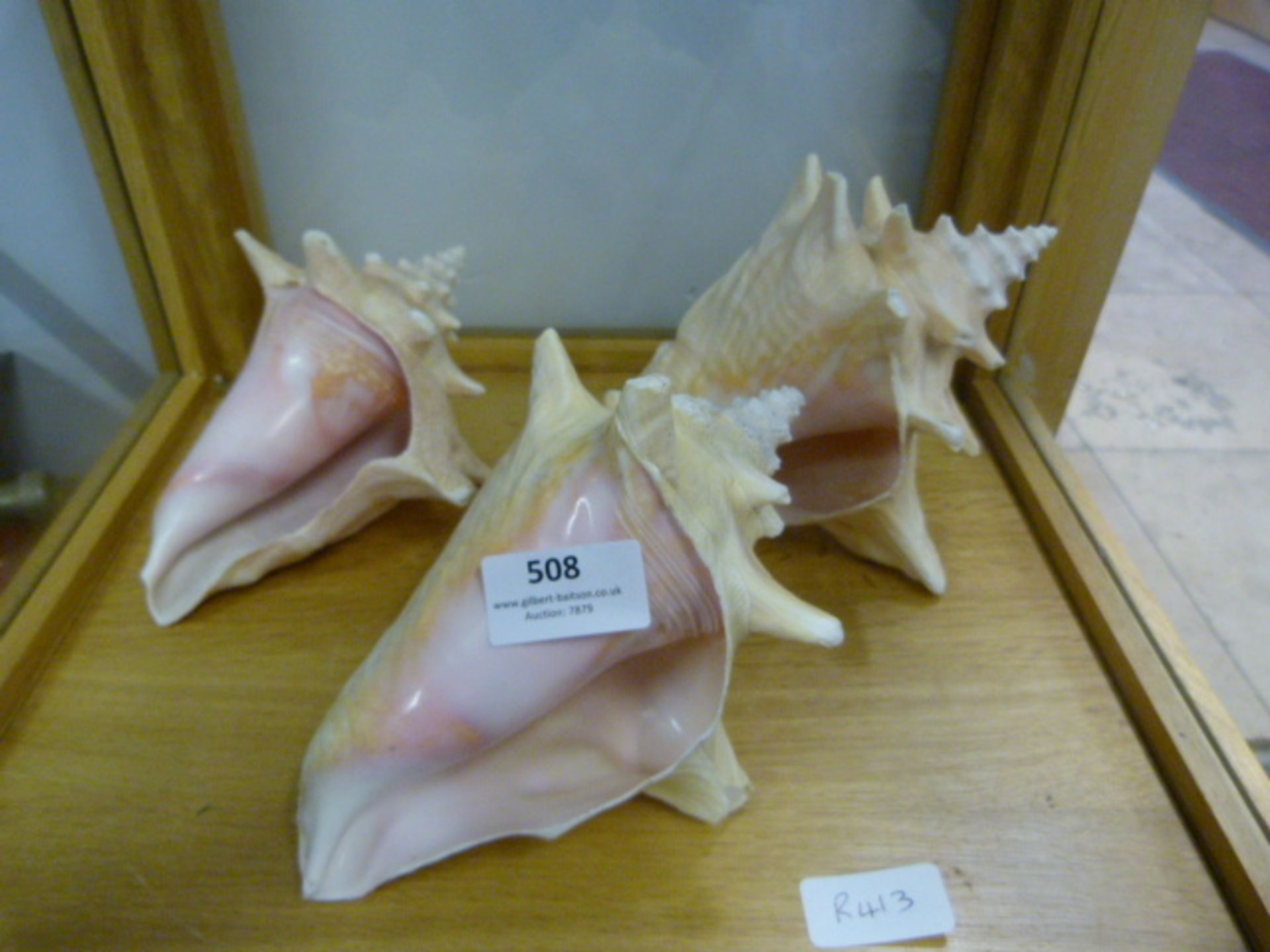 Set of Three Conch Shells