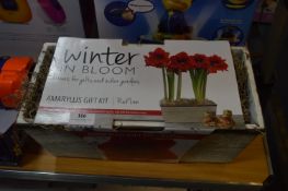 *Amaryllis Gift Kit
