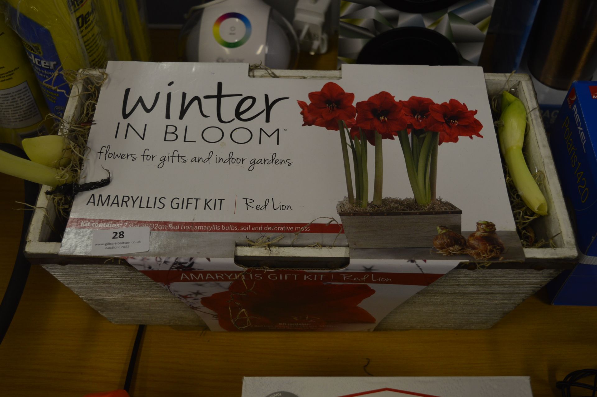 *Amaryllis Gift Kit