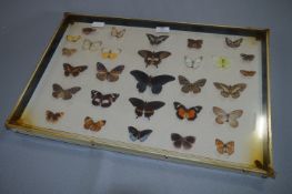 Wall Mounted Display Case of Butterflies