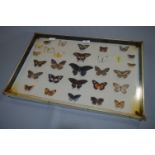 Wall Mounted Display Case of Butterflies