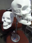 *Two Plastic Skulls on Display Stand