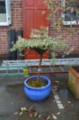 Shrub in Blue Glazed Planter