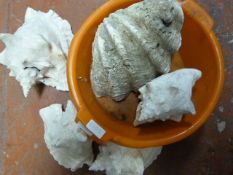 Tub of Large Seashells