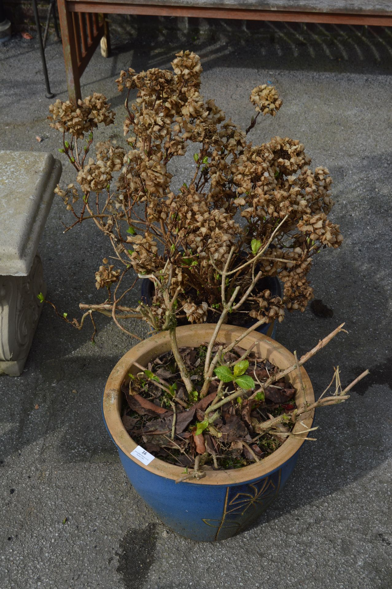 Two Blue Stoneware Plant Pots with Plants