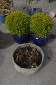 Two Plants in Blue Stoneware Pots and a Concrete H