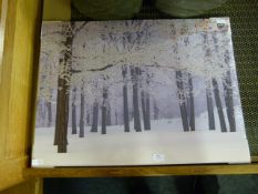 Canvas Print - Woodland Scene