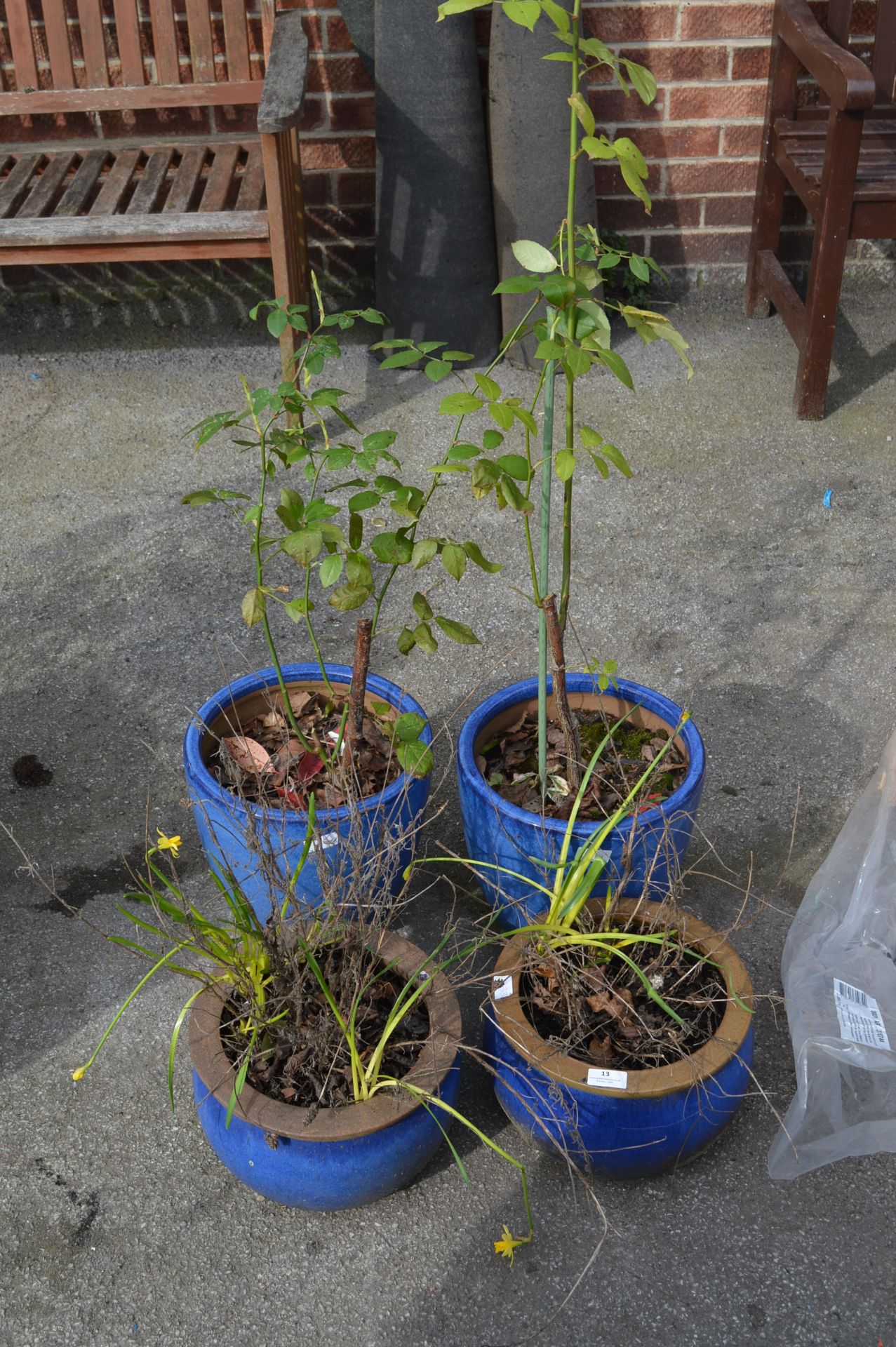 Four Blue Stoneware Plant Pots with Rose Bushes et