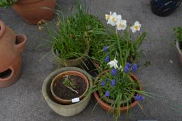 Selection of Five Outdoor Plants in Pots
