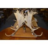 Two Pairs of Oak Mounted Antlers with Light Fitting