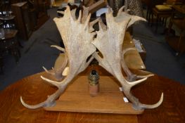 Two Pairs of Oak Mounted Antlers with Light Fitting