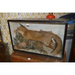 Cased Taxidermy of a Fox with Duck