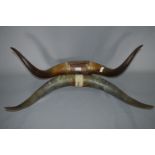 Two Pairs of Bull Horns