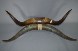 Two Pairs of Bull Horns